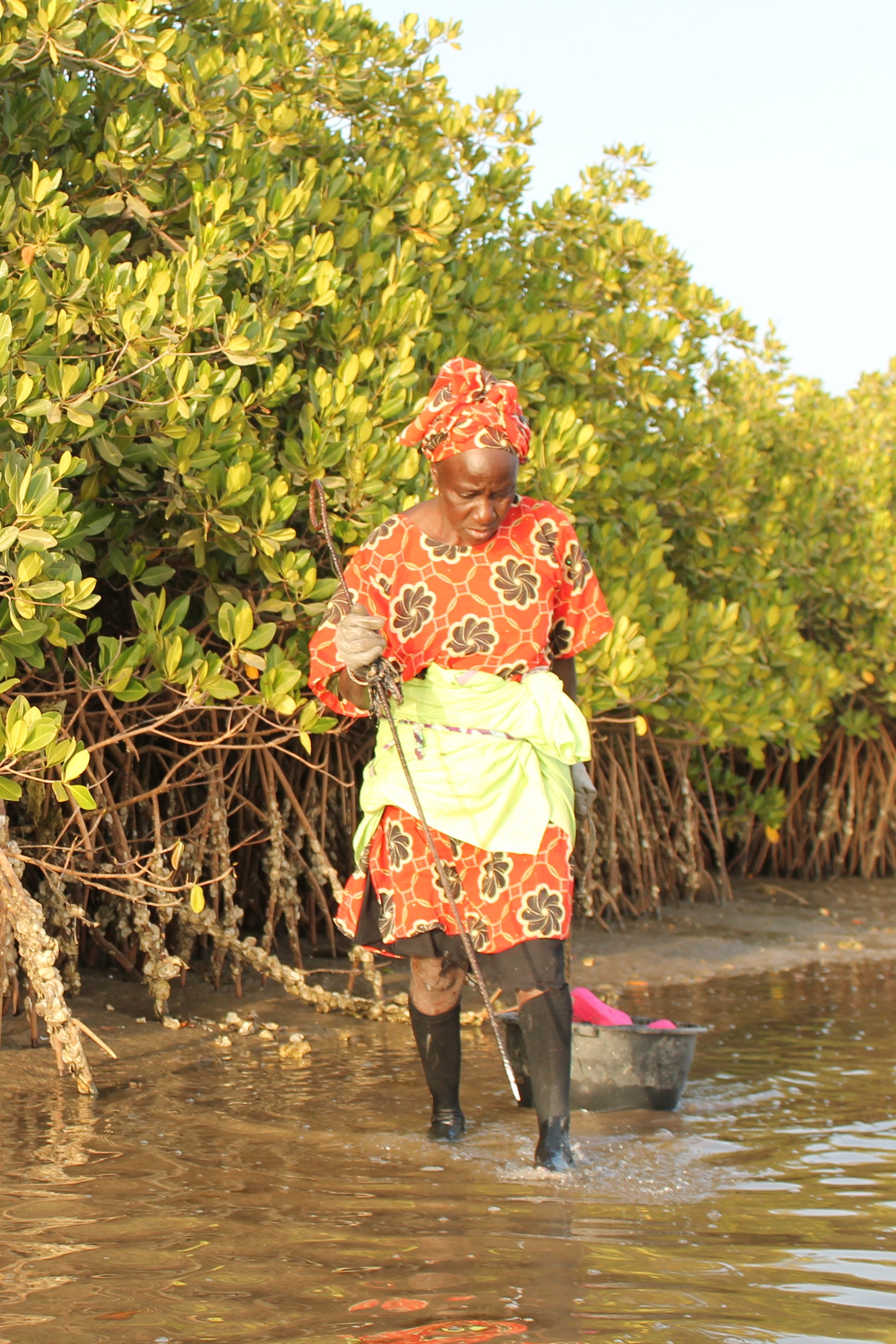Sénégale (Eclosio)